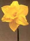 Daffodil. The national emblem of Wales.